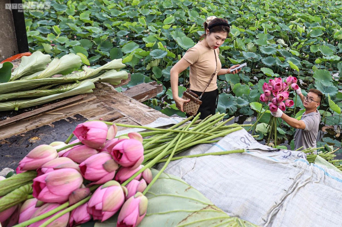 Experiencing lotus tea making in West Lake, Hanoi