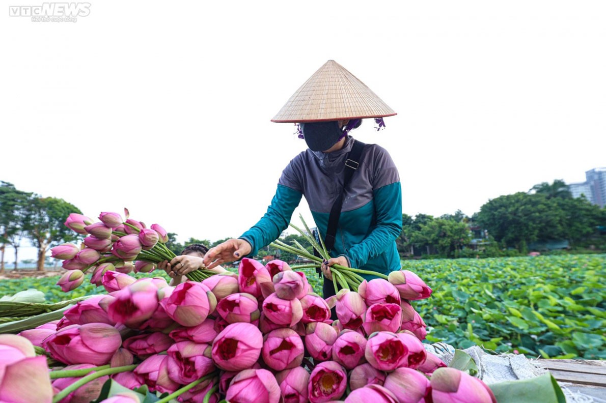 Experiencing lotus tea making in West Lake, Hanoi