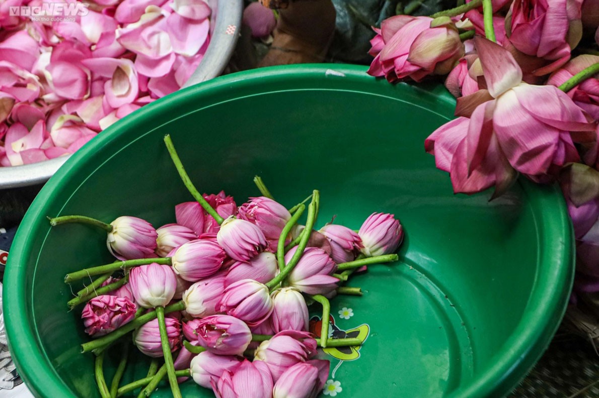 Experiencing lotus tea making in West Lake, Hanoi