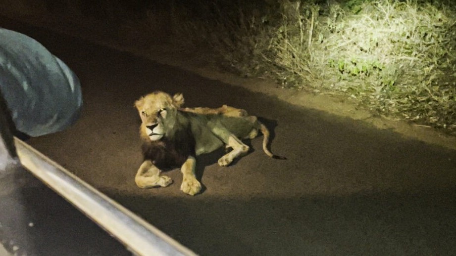 Hình ảnh cuối đời của 'Vua sư tử' lừng danh một thời ở Vườn quốc gia Nam Phi
