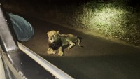 Hình ảnh cuối đời của 'Vua sư tử' lừng danh một thời ở Vườn quốc gia Nam Phi