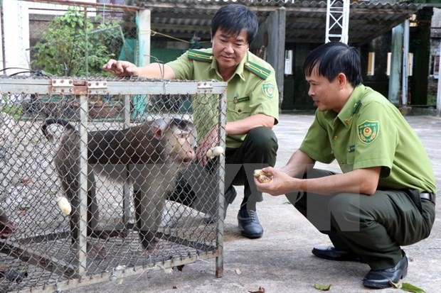 At the forest protection department of Huong Tra township, Thua Thien - Hue province. (Photo: VNA)