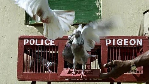 Ấn Độ: Cảnh sát bang Odisha duy trì dịch vụ đưa tin bằng chim bồ câu
