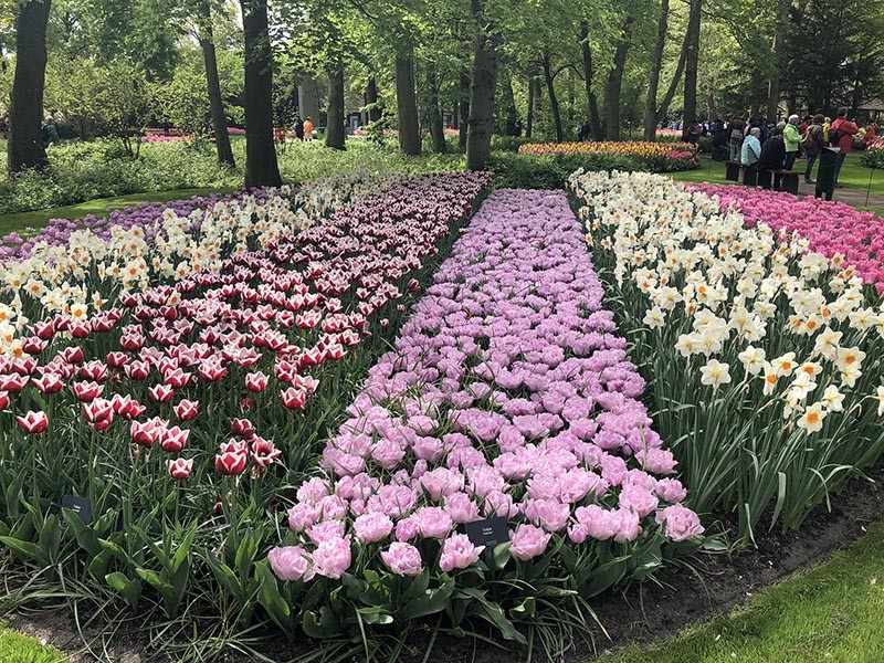 Thảm hoa tulip nhiều màu tại công viên Keukenhof. (Ảnh: NVCC)
