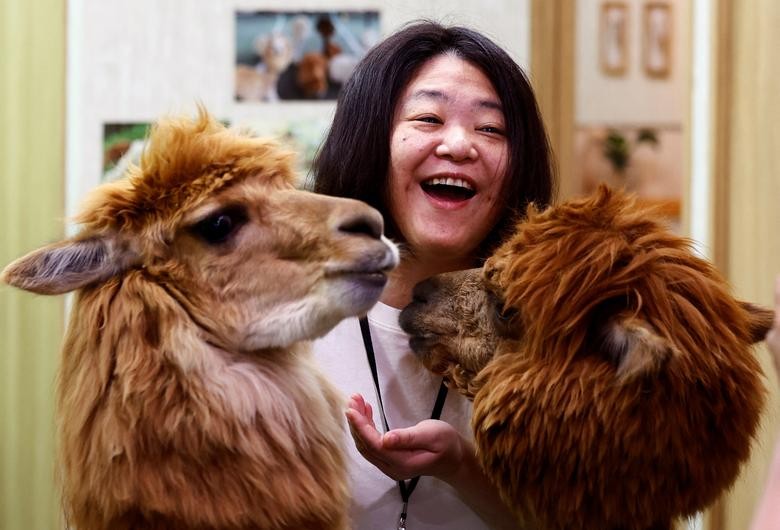 Bên trong vườn thú lạc đà alpaca ở Tokyo