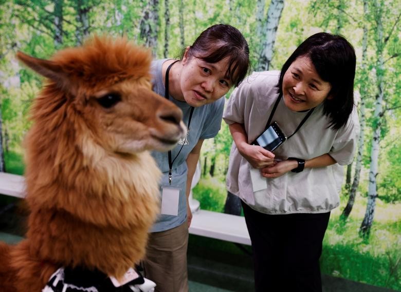 Bên trong vườn thú lạc đà alpaca ở Tokyo