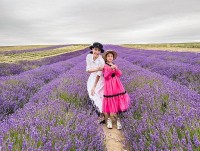 Du lịch Anh, gia đình Hoa hậu Hà Kiều Anh chụp ảnh bên cánh đồng hoa oải hương tím lịm