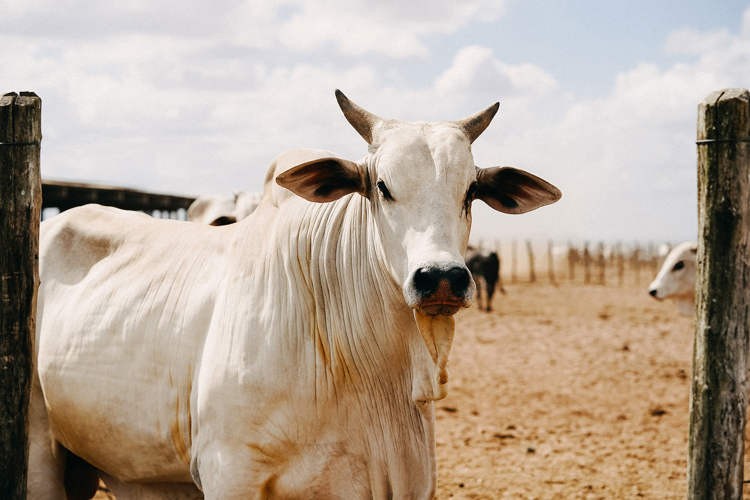 Con bò trắng đắt nhất thế giới, có giá trị hơn trăm tỉ đồng