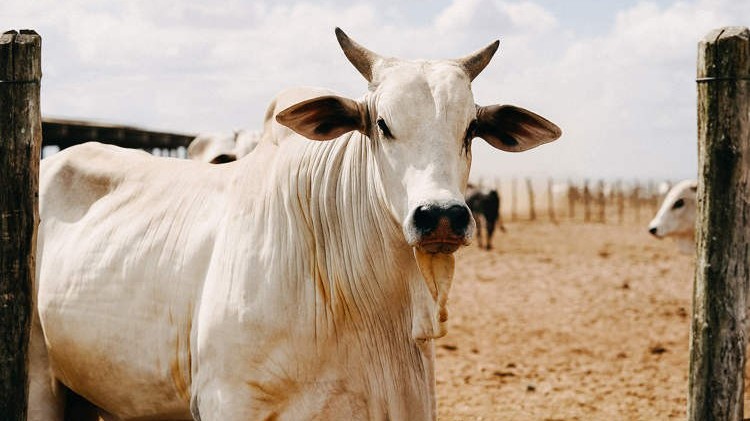Con bò trắng đắt nhất thế giới, có giá trị hơn trăm tỉ đồng