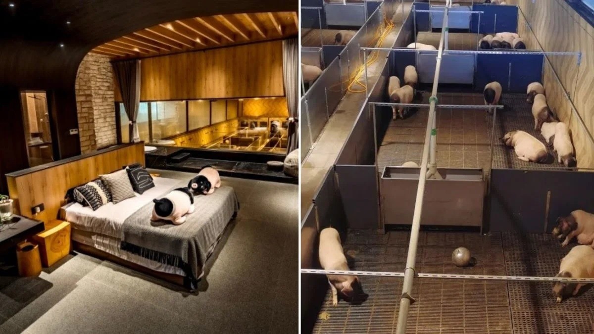 Một căn phòng khách sạn kỳ lạ ở Trung Quốc. (Nguồn: Must Share News)