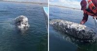 Mexico: Cá voi xám khổng lồ 'nhờ' du khách trên mạn thuyền... bắt rận