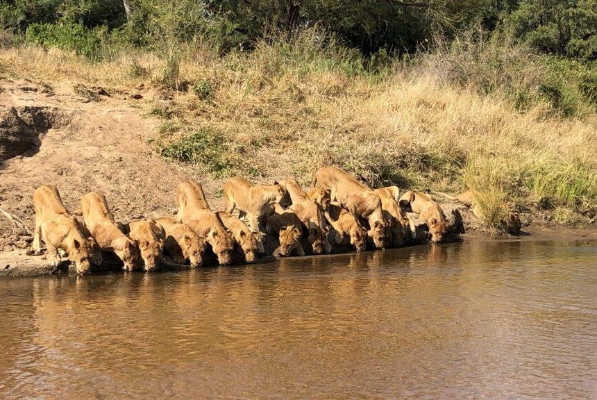 Đàn sư tử cùng nhau uống nước. (Nguồn: UPI)