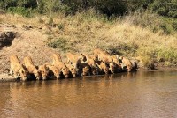 Nam Phi: Đàn sư tử 20 con xếp hàng uống nước trên dòng sông