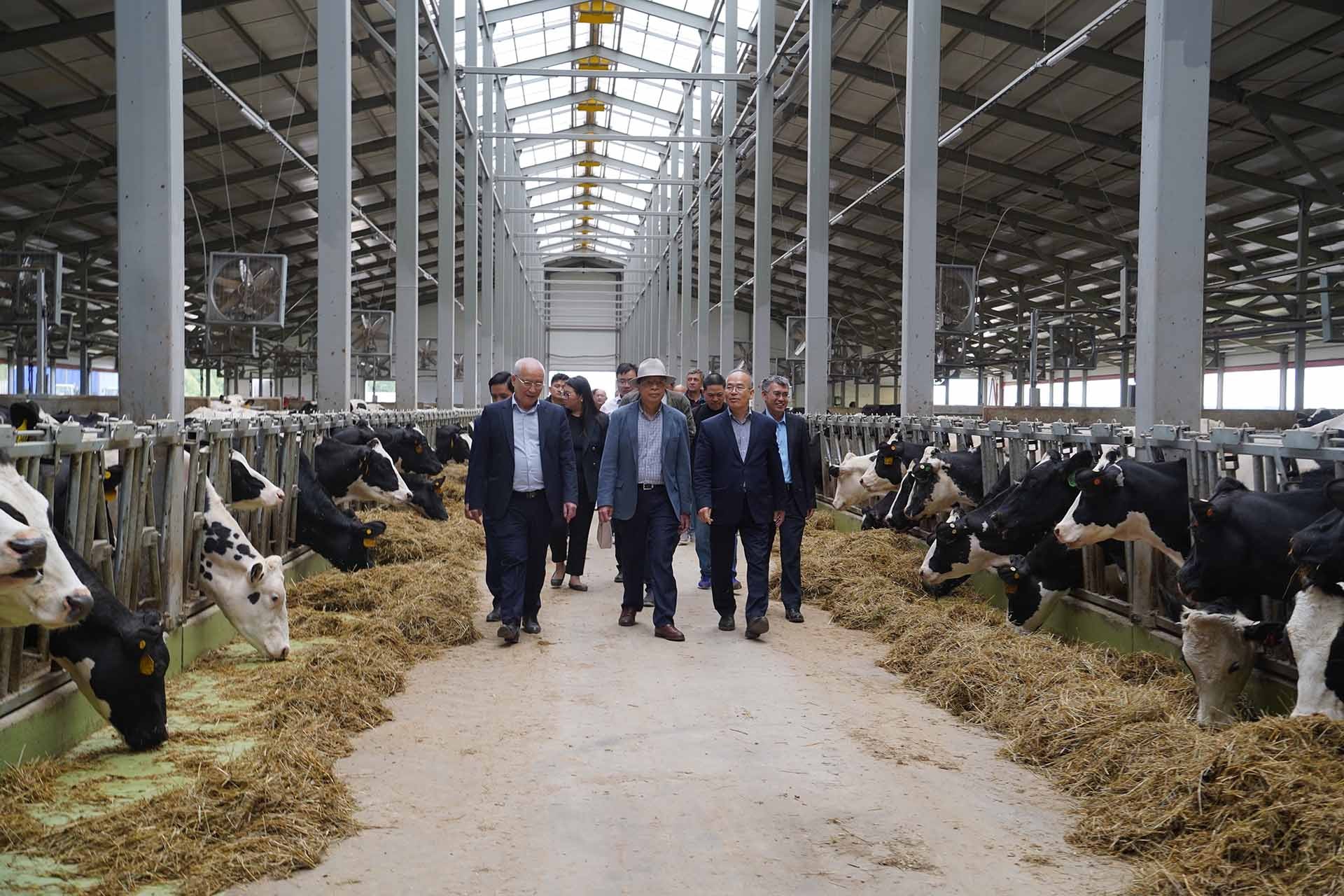 Đại sứ Đặng Minh Khôi thăm trang trại nuôi bò sữa của tập đoàn tại làng Efimshevo, huyện Ulyanovsk, tỉnh Kaluga. (Nguồn: TTXVN)