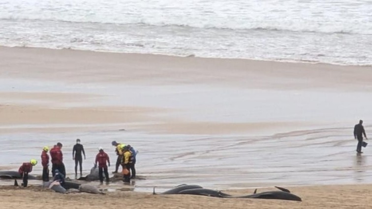 Scotland: Đàn cá voi hoa tiêu hơn 50 con mắc cạn trên bãi biển không thể trở lại đại dương