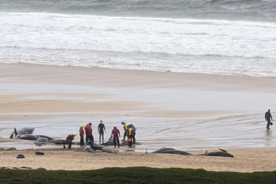 Scotland: Đàn cá voi hoa tiêu 50 con mắc cạn trên bãi biển không thể trở lại đại dương