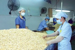 Lô hàng của doanh nghiệp ngành điều Việt Nam có nguy cơ mất trắng khi xuất sang thị trường UAE, Hiệp hội ra cảnh báo khẩn