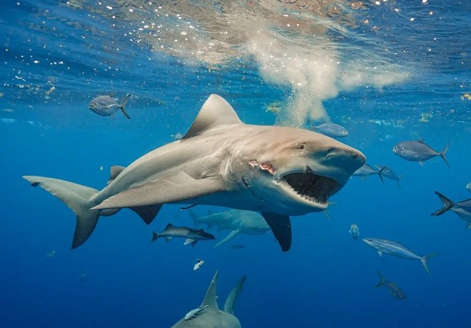 Mỹ: Phát hiện cá mập có hành vi lạ, nghi do ăn phải cocaine