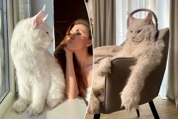 Kefir: Chú mèo Nga to lớn nhất thế giới
