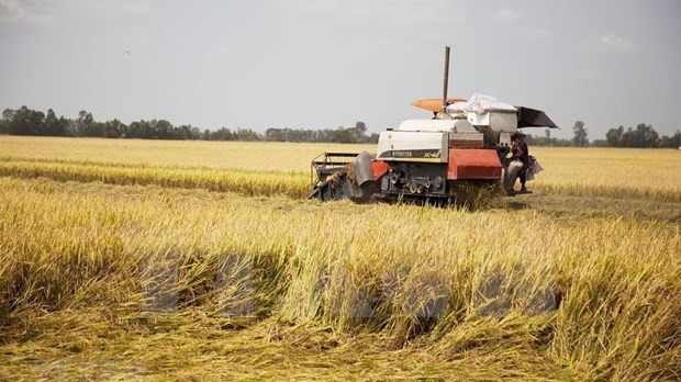 Vietnamese rice prices increase after India’s export ban: Traders