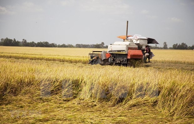 Vietnamese rice prices increase after India’s export ban: Traders