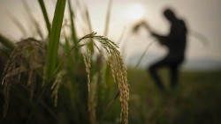 Lệnh cấm xuất khẩu gạo khuấy động thị trường quốc tế