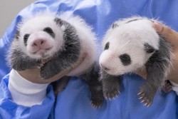 Hàn Quốc: Công viên tổ chức chụp ảnh cặp gấu trúc song sinh tròn một tháng tuổi