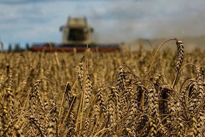 hu hoạch lúa mì trên cánh đồng gần làng Zghurivka ở vùng Kiev, Ukraine. (Ảnh: Reuters)