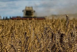 Bị Ba Lan và bốn nước EU 'xa lánh', ngũ cốc Ukraine chật vật tìm hướng đi, lộ người chơi duy nhất hưởng lợi