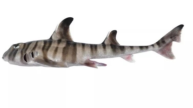 Australia phát hiện loài cá mập mới, chưa từng thấy, hình dạng cơ thể độc đáo