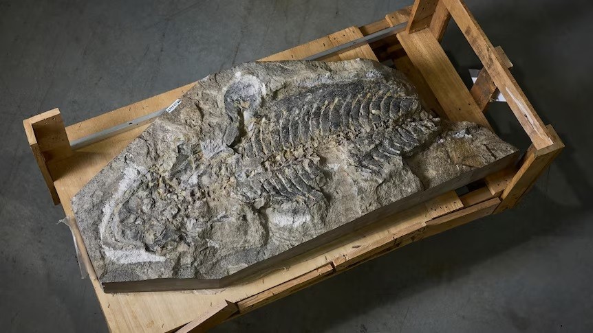 Australia: Giải mã thành công hóa thạch khoảng 247 triệu năm về trước