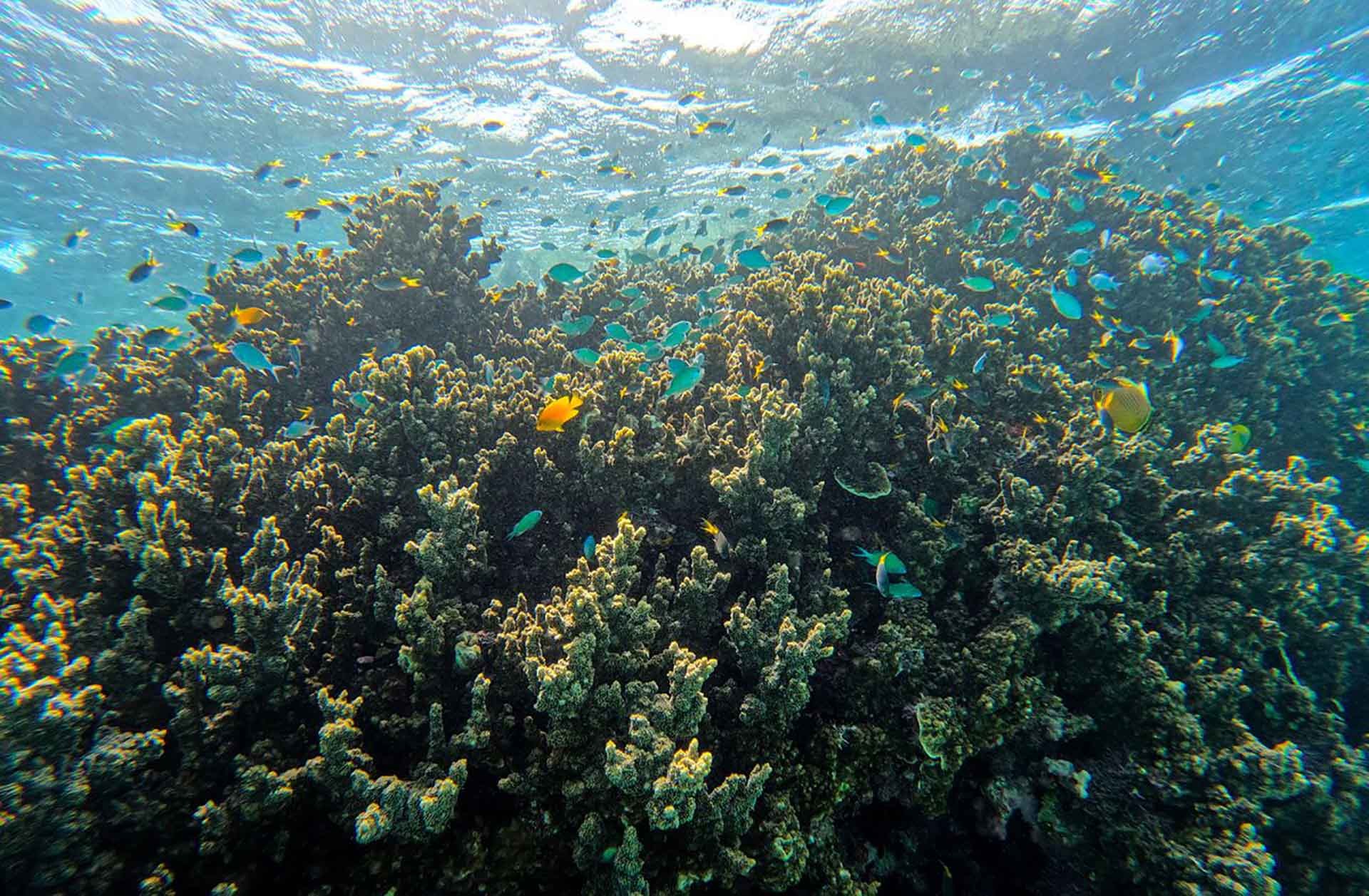 Các đợt “tẩy trắng” cùng sự nóng lên của toàn cầu đã gây thiệt hại đáng kể cho rạn san hô Great Barrier. (Nguồn: CNN) 