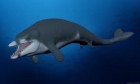 Ai Cập: Phát hiện hóa thạch cá voi loại nhỏ, đã tuyệt chủng cách đây hơn 41 triệu năm