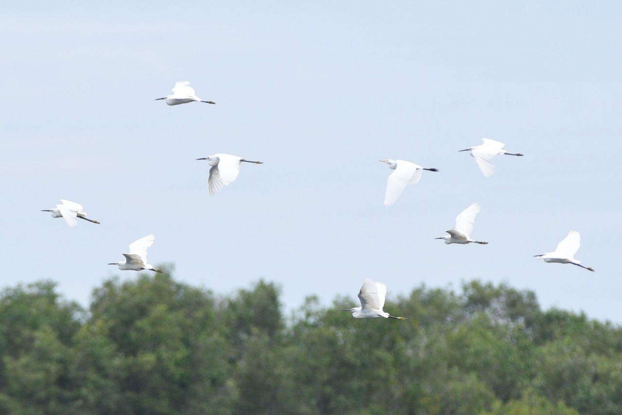 The birds usually arrive from neighbouring Cambodia in December and stay until May, when it is the dry season in southern Vietnam. (Photo: nongnghiep.vn)