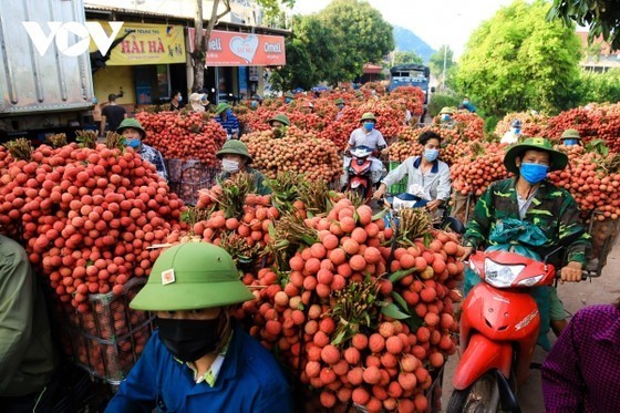 Người dân chuyển vải thiều đến các đại lý thu mua tại huyện Lục Ngạn, Bắc Giang. (Nguồn: VOV)