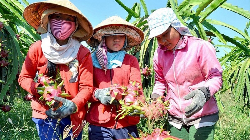 Xuất khẩu ngày 11-13/8: Việt Nam vắng bóng trong top các nước xuất khẩu thực phẩm Halal; một mặt hàng liên tục đạt kỷ lục