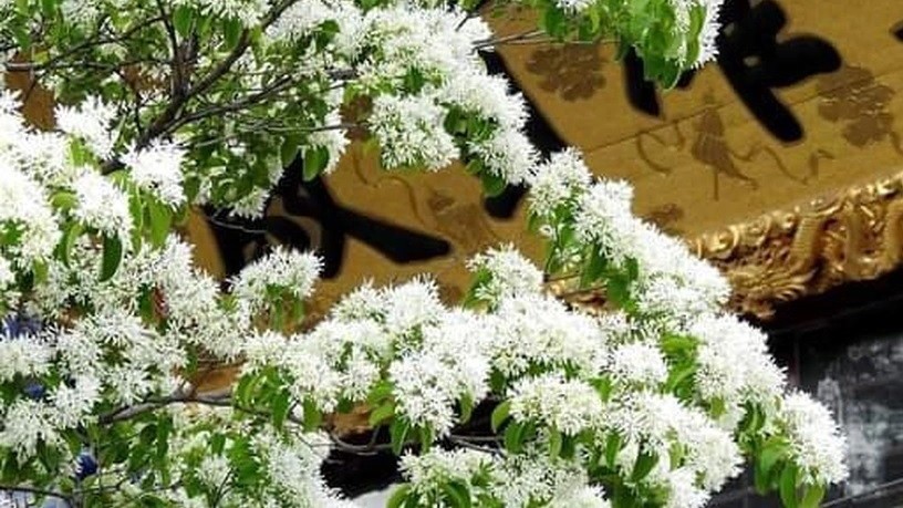 Câu chuyện về cây cổ thụ đẹp nhất Trung Quốc hằng năm vẫn nở hoa trắng như những bông tuyết