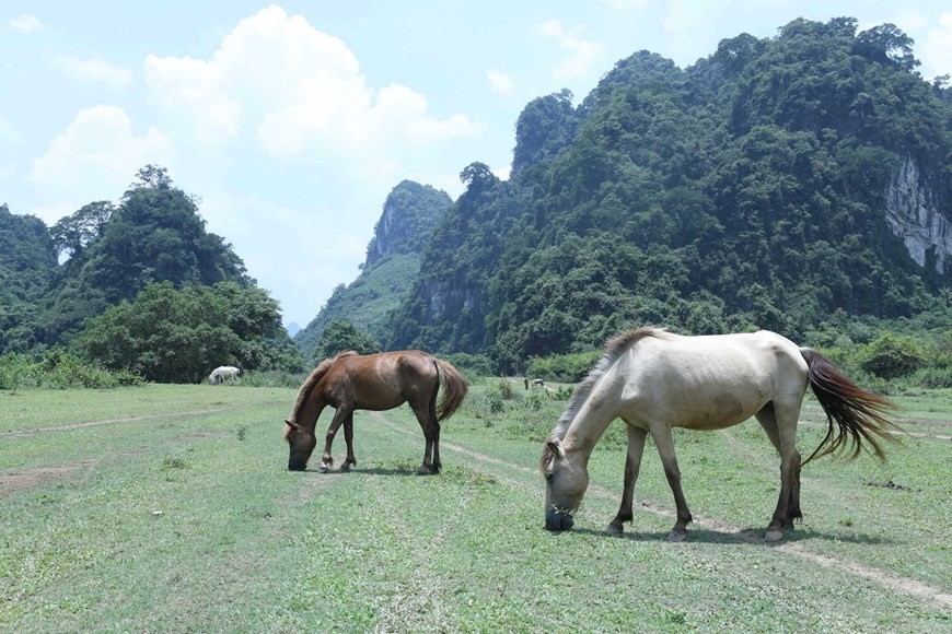 Pristine beauty of Dong Lam plain in Lang Son