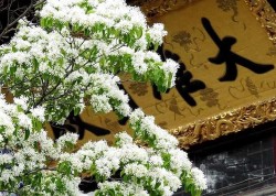Câu chuyện về cây cổ thụ đẹp nhất Trung Quốc hằng năm vẫn nở hoa trắng như những bông tuyết