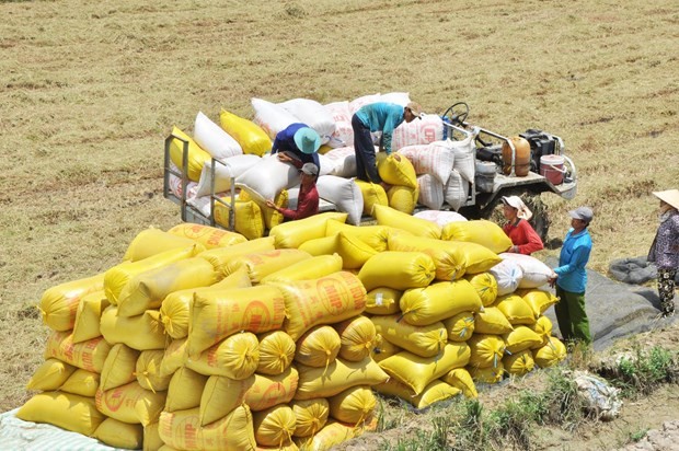 Building long-term strategy on rice exports, market stabilisation: MOIT official