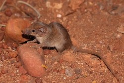 Phát hiện hai loài thú có túi với kích thước nhỏ nhất Australia