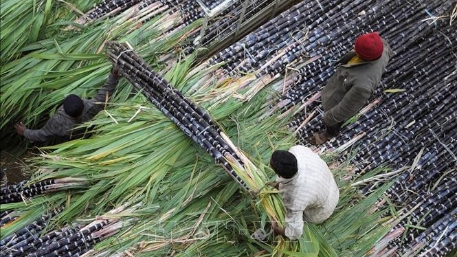 Sau gạo, Ấn Độ sẽ cấm xuất khẩu đường
