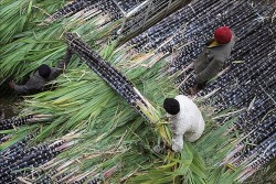Sau gạo, Ấn Độ sẽ cấm xuất khẩu đường