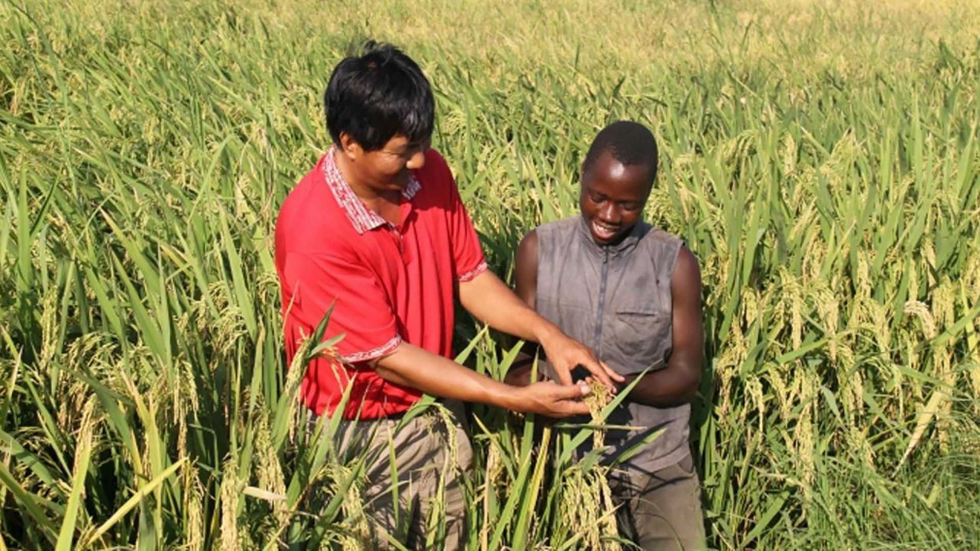 Chuyên gia Việt Nam giúp người dân châu Phi kỹ thuật trồng lúa. (Nguồn: TTXVN)
