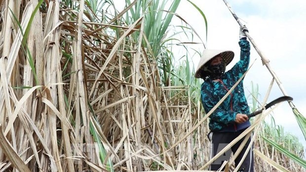 Over 17 tonnes of sugarcane from Hoa Binh exported to the US