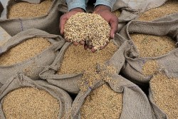 Ấn Độ áp thuế, thị trường gạo thế giới chịu 'cú sốc mới'