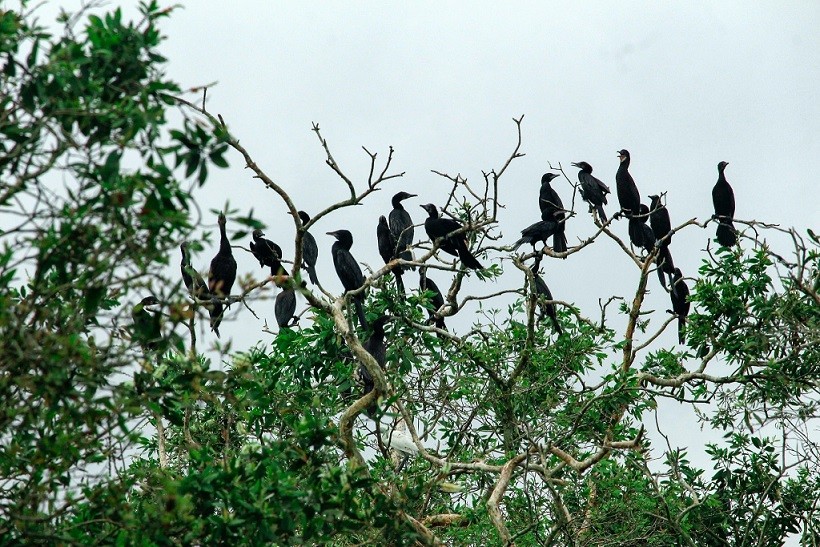 Khu Ramsar Trà Sư và các nguồn tài nguyên từ đất ngập nước.