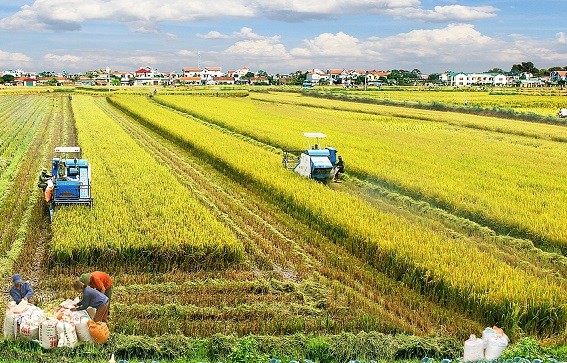 Sustainable agriculture of Dong Thap province.