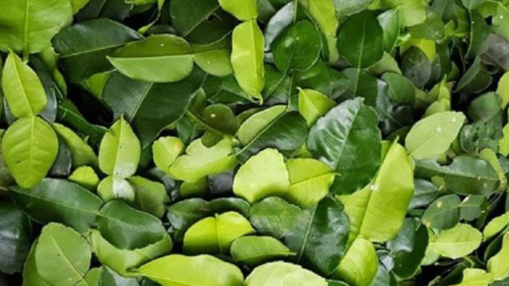 Một loại lá ở Việt Nam 'rẻ như cho', xuất sang nước ngoài có giá lên tới 8 triệu đồng/kg