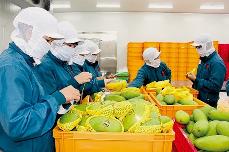 EVFTA facilitates Vietnam’s agricultural product exports to EU market